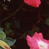 Petunia 'Celebrity Red Morn', flowers