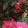 Petunia 'Celebrity Red Morn', flowers