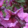 Petunia 'Daddy Sugar', flowers