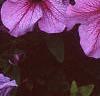 Petunia 'Daddy Sugar', flowers