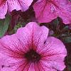 Petunia 'Daddy Sugar', flowers
