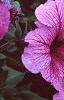 Petunia 'Daddy Sugar', flowers