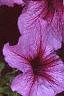Petunia 'Daddy Sugar', flowers