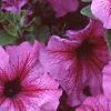 Petunia 'Daddy Sugar', flowers