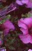 Petunia 'Daddy Sugar', flowers