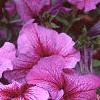 Petunia 'Daddy Sugar', flowers