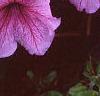 Petunia 'Daddy Sugar', flowers