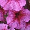 Petunia 'Daddy Sugar', flowers