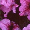 Petunia 'Daddy Sugar', flowers