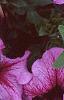 Petunia 'Daddy Sugar', flowers