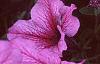 Petunia 'Daddy Sugar', flowers