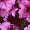 Petunia 'Daddy Sugar', flowers