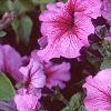 Petunia 'Daddy Sugar', flowers