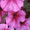 Petunia 'Daddy Sugar', flowers