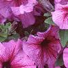 Petunia 'Daddy Sugar', flowers
