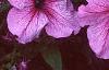 Petunia 'Daddy Sugar', flowers