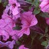Petunia 'Daddy Sugar', flowers