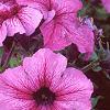 Petunia 'Daddy Sugar', flowers