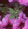 Petunia 'Daddy Sugar', flowers