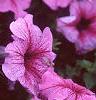 Petunia 'Daddy Sugar', flowers