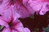 Petunia 'Daddy Sugar', flowers