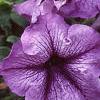 Petunia 'Daddy Blue', flowers