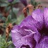 Petunia 'Daddy Blue', flowers