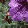 Petunia 'Daddy Blue', flowers