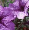 Petunia 'Daddy Blue', flowers