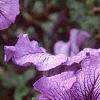 Petunia 'Daddy Blue', flowers