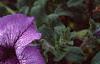 Petunia 'Daddy Blue', flowers