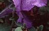 Petunia 'Daddy Blue', flowers
