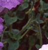 Petunia 'Daddy Blue', flowers
