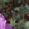Petunia 'Daddy Blue', flowers