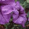 Petunia 'Daddy Blue', flowers