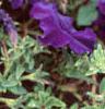 Petunia 'Dreams Midnight Blue Improved', flowers