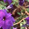 Petunia 'Dreams Midnight Blue Improved', flowers