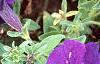Petunia 'Dreams Midnight Blue Improved', flowers