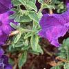 Petunia 'Dreams Midnight Blue Improved', flowers
