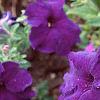 Petunia 'Dreams Midnight Blue Improved', flowers
