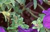 Petunia 'Dreams Midnight Blue Improved', flowers