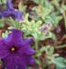 Petunia 'Dreams Midnight Blue Improved', flowers