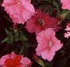 Petunia 'Dream Salmon', flowers