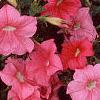 Petunia 'Dream Salmon', flowers