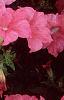 Petunia 'Dream Salmon', flowers