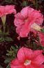 Petunia 'Dream Salmon', flowers