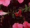 Petunia 'Dream Salmon', flowers