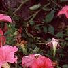 Petunia 'Dream Salmon', flowers