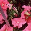 Petunia 'Dream Salmon', flowers