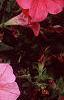 Petunia 'Dream Salmon', flowers